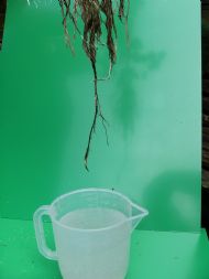 pre-rootdip